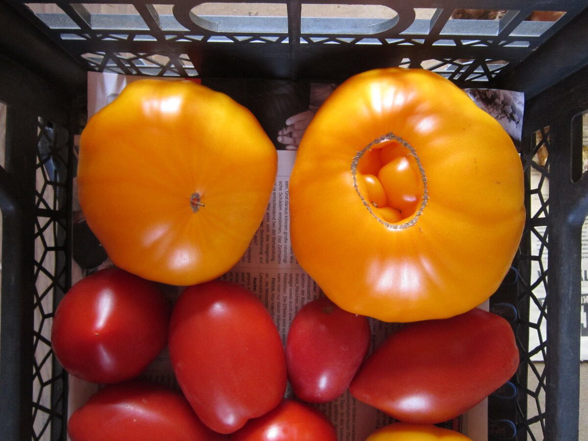 Городники назвали найкращий сорт томатів для вирощування на власній ділянці – назва