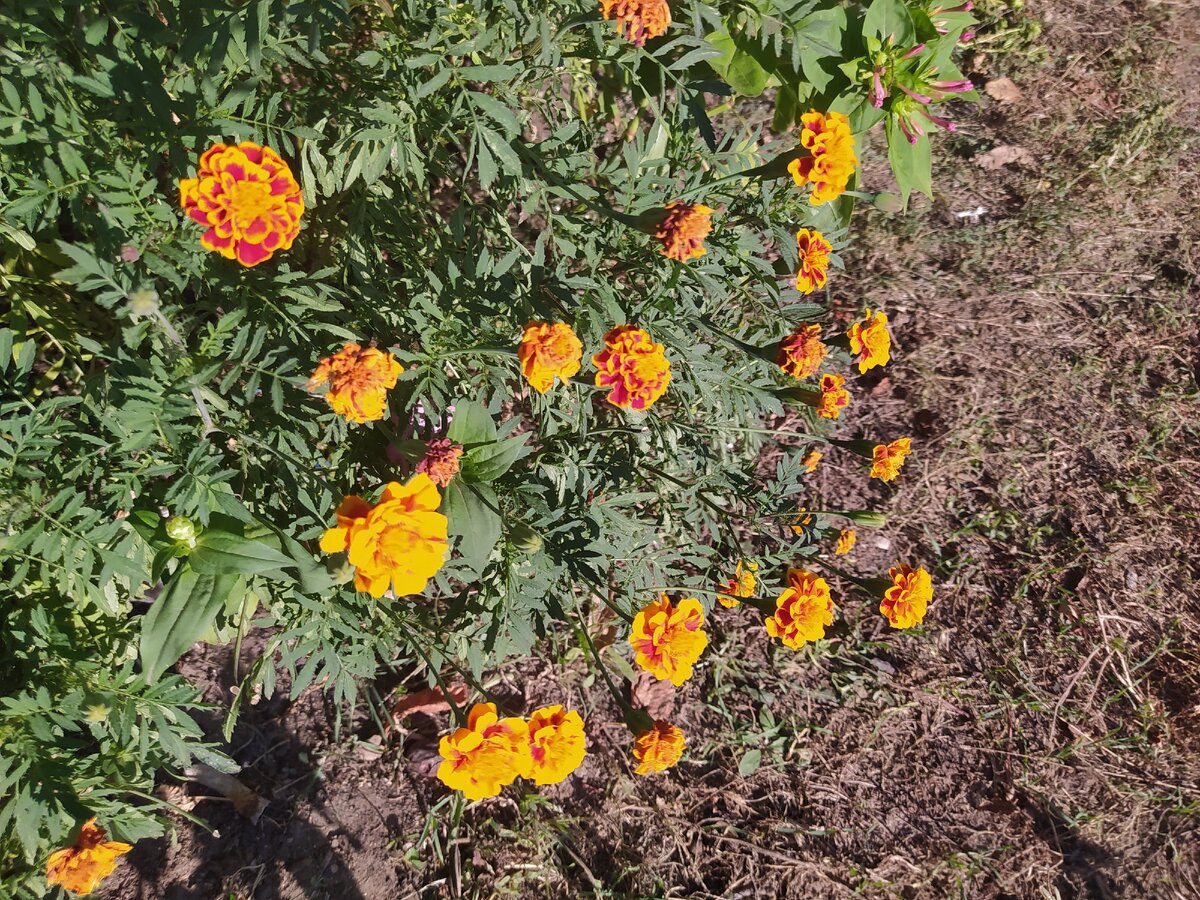 Експерти розповіли, як розмножувати чорнобривці на ділянці без використання укорінювача