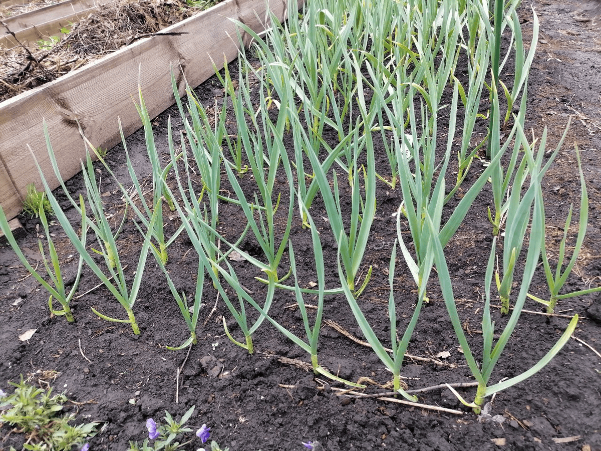 Експерти розповіли, які рослини можна посіяти під зиму – 10 культур, що для цього підійдуть