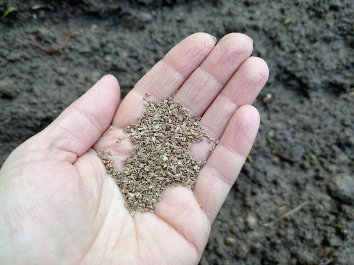 Експерти розповіли, які рослини можна посіяти під зиму – 10 культур, що для цього підійдуть