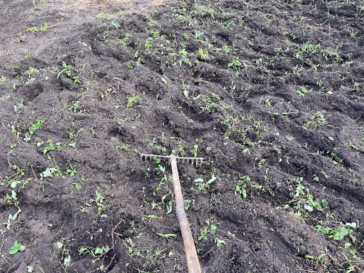 Городники розповіли, як часниковий настій готує грядки до сезону