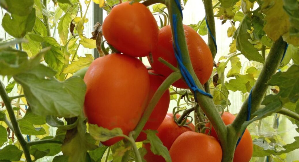 Сію томати в листопаді у 5-літрові горщики – і взимку збираю червоні плоди просто на підвіконні: метод “топ” 