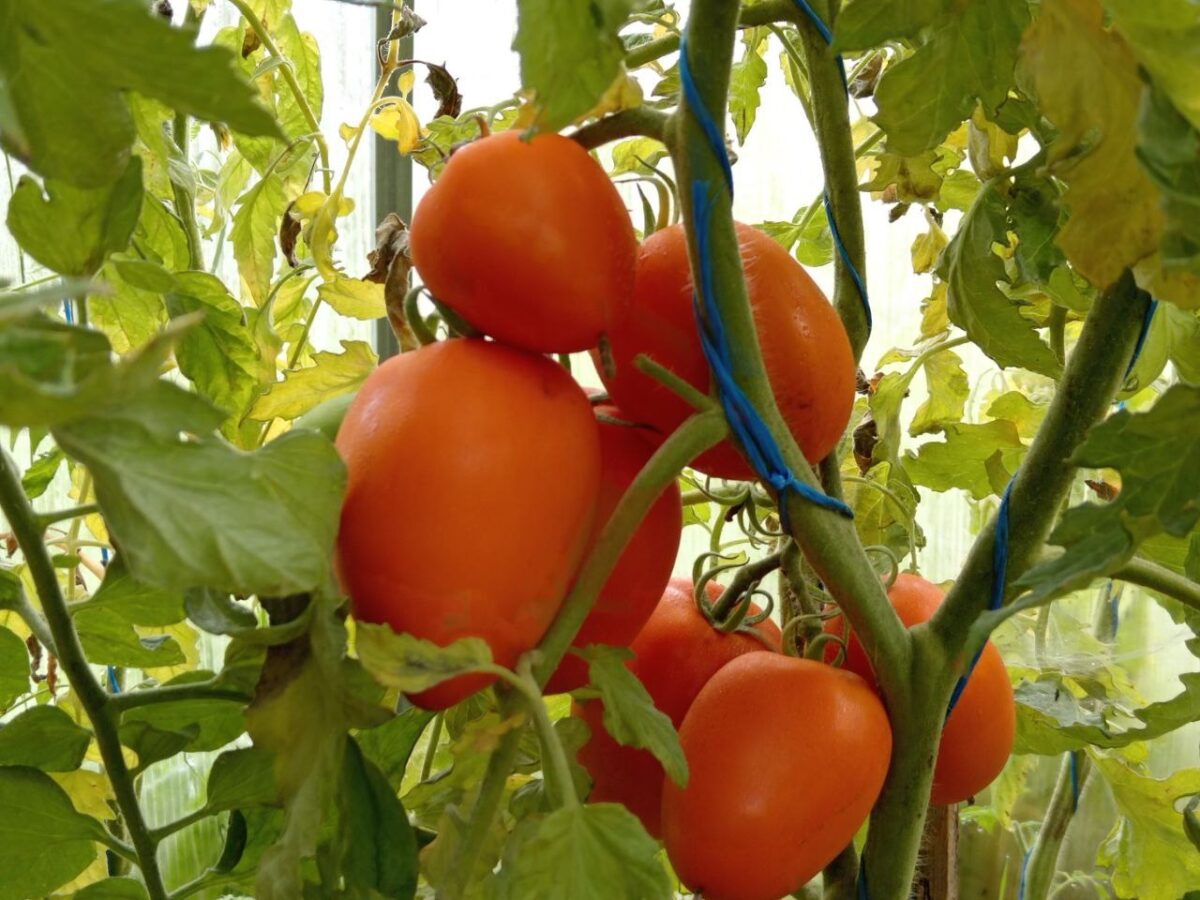Експерти розповіли, як взимку вирощувати томати на балконі