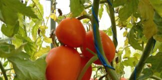 Експерти розповіли, як взимку вирощувати томати на балконі