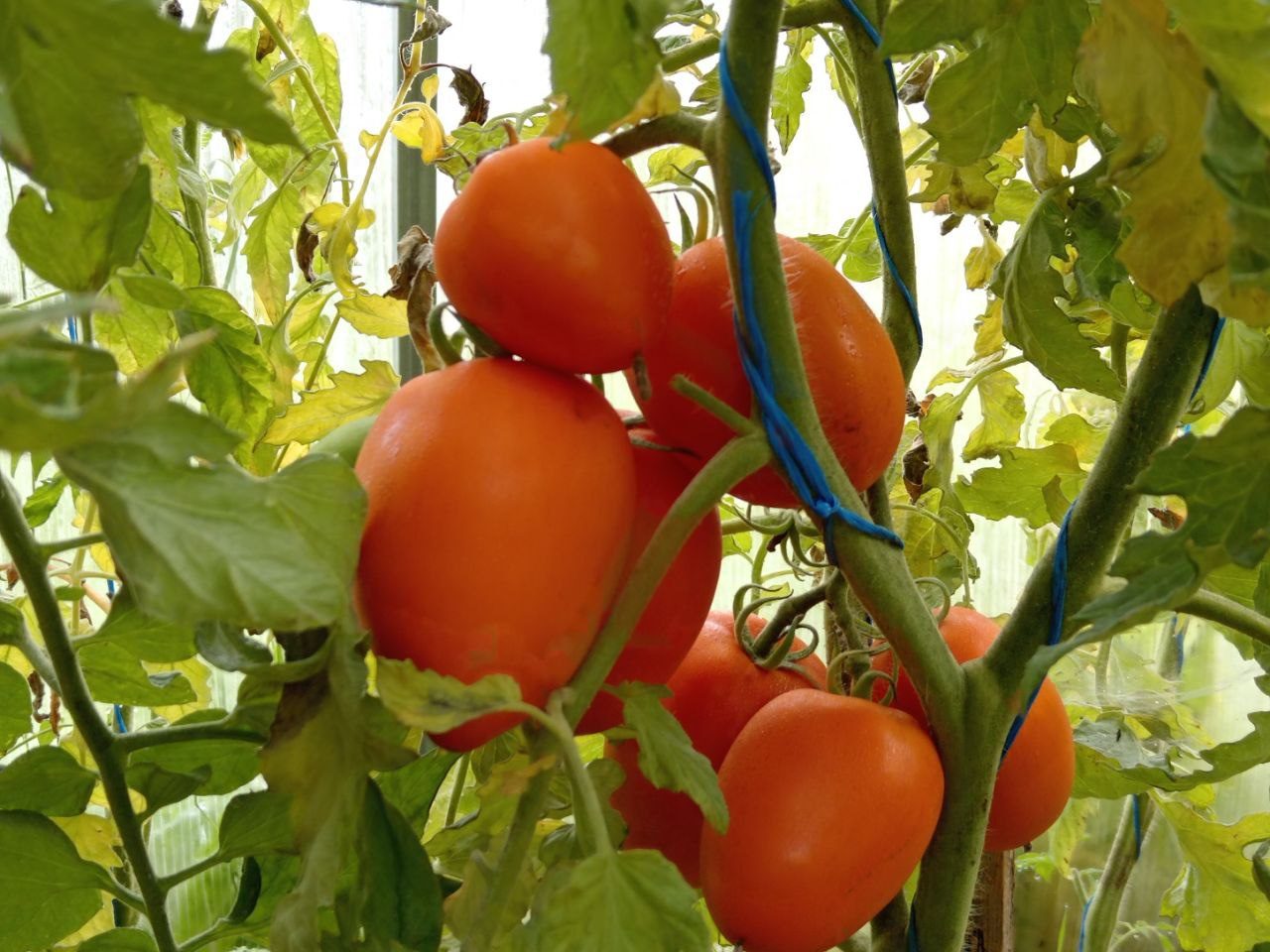 Експерти розповіли, як взимку вирощувати томати на балконі