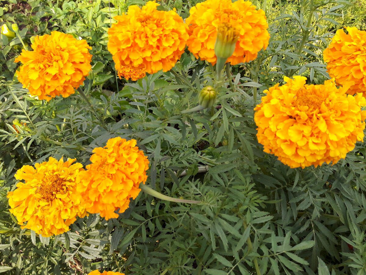 Експерти розповіли, як розмножувати чорнобривці на ділянці без використання укорінювача