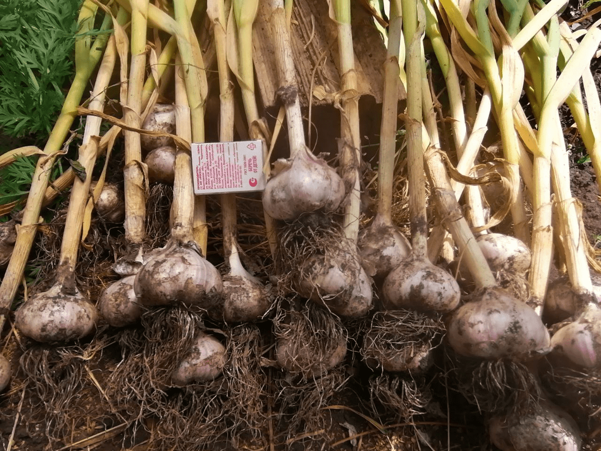 Експерти розповіли, як покращити розвиток озимого часнику після його посадки – проста порада