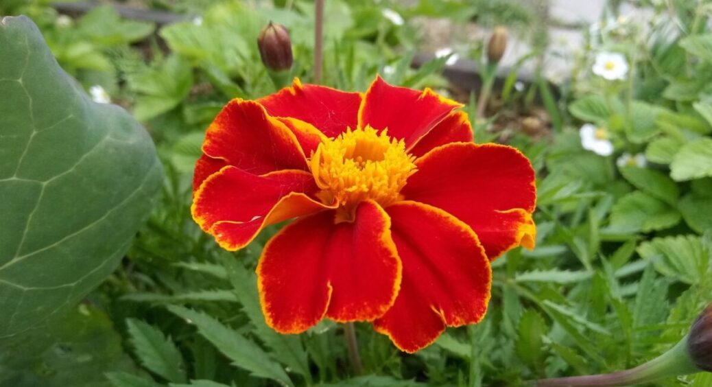 “Корневін” не потрібен: 1 хитрість, як живцювати чорнобривці під зиму – навесні красива клумба без насіння 