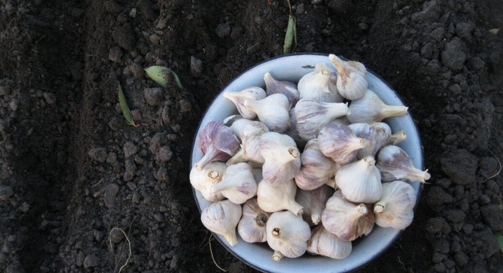 10 рослин, які можна посіяти під зиму: обираю зі списку – і біжу на город. Урожай збираю на 4 тижні раніше 