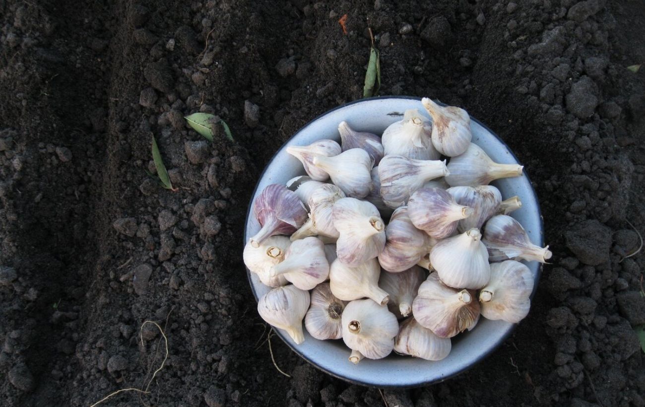 Які рослини можна посадити під зиму