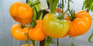 Експерти розповіли про врожайні сорти томатів для городу 