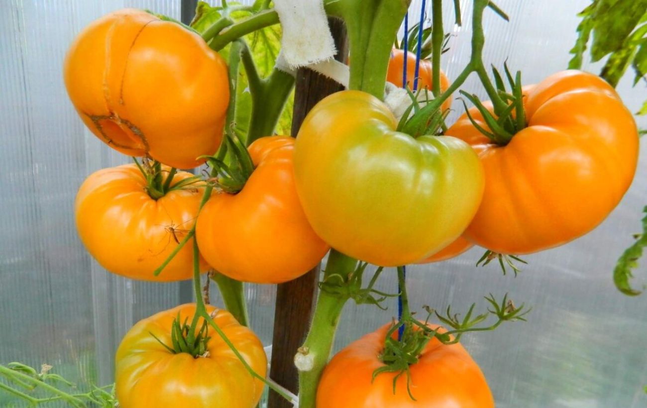 Експерти розповіли про врожайні сорти томатів для городу 