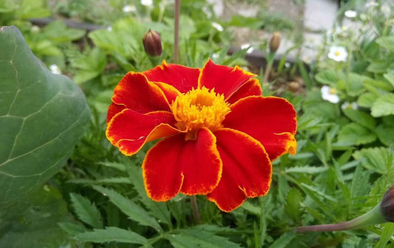 Як розмножувати чорнобривці живцюванням