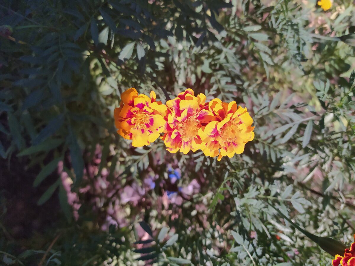 Експерти пояснили, як зробити корисний і безпечний для рослин компост з чорнобривців