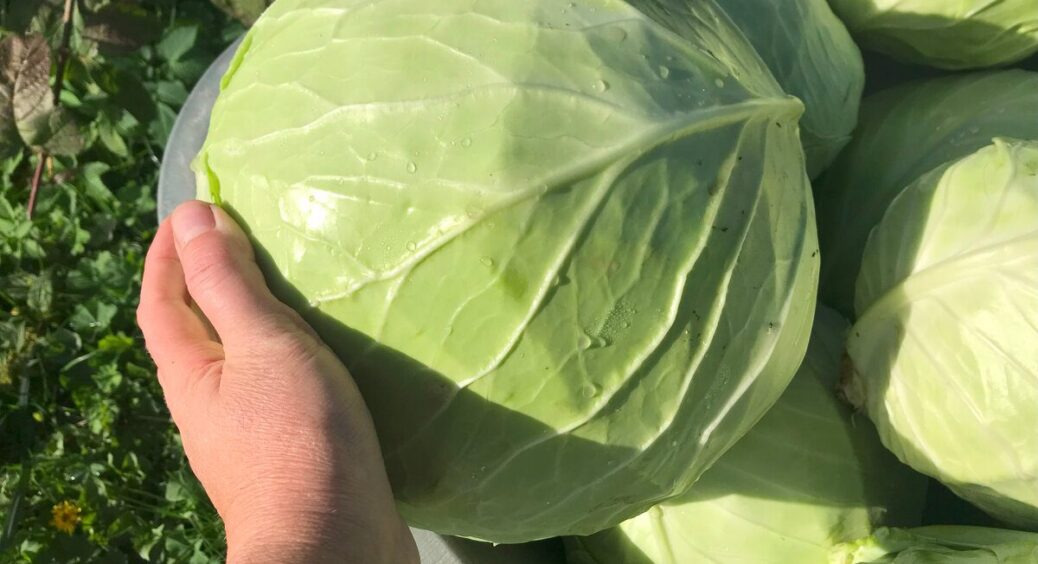 500 г капусти + 10 яєць – і сніданок готовий за 20 хвилин: навіть чоловік просить добавки щоранку 