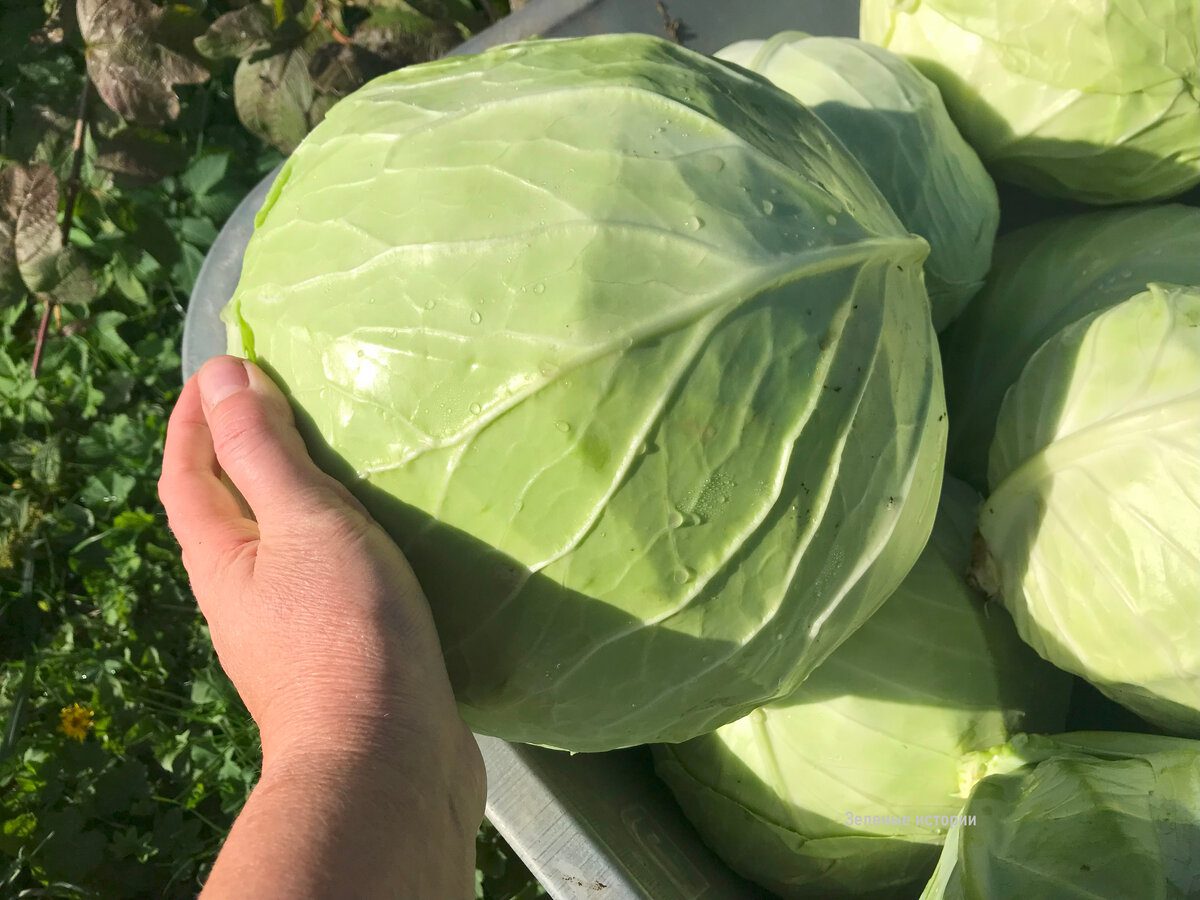 Експерти пояснили, як правильно зберігати капусту, аби вона довго залишалась свіжою і хрусткою