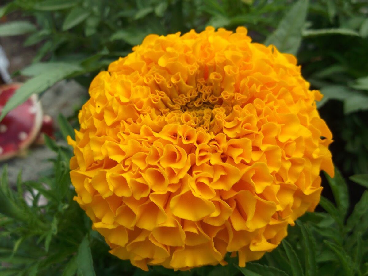 Експерти розповіли, що можна зробити з чорнобривцями восени 