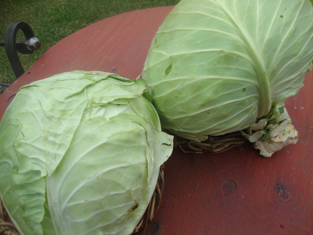 Експерти розповіли, як правильно підготувати й зберігати капусту взимку