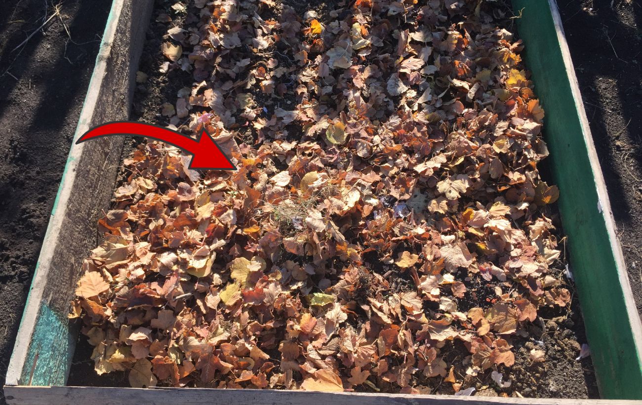 Експерти розповіли, як прискорити утворення компосту 