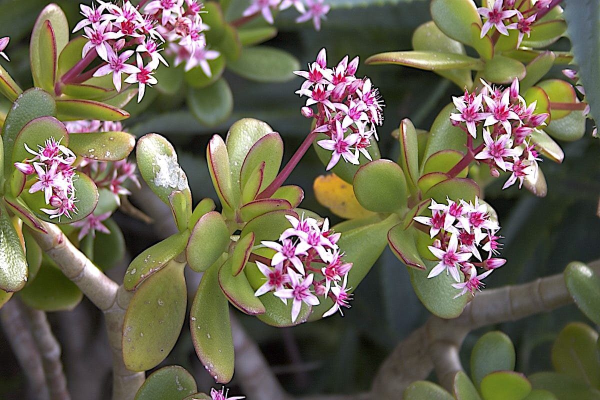 Експерти розповіли, як покращити цвітіння товстянки за допомогою простої процедури – порада
