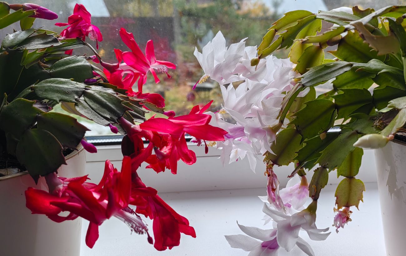 Яке добриво допоможе декабристу випустити бутони