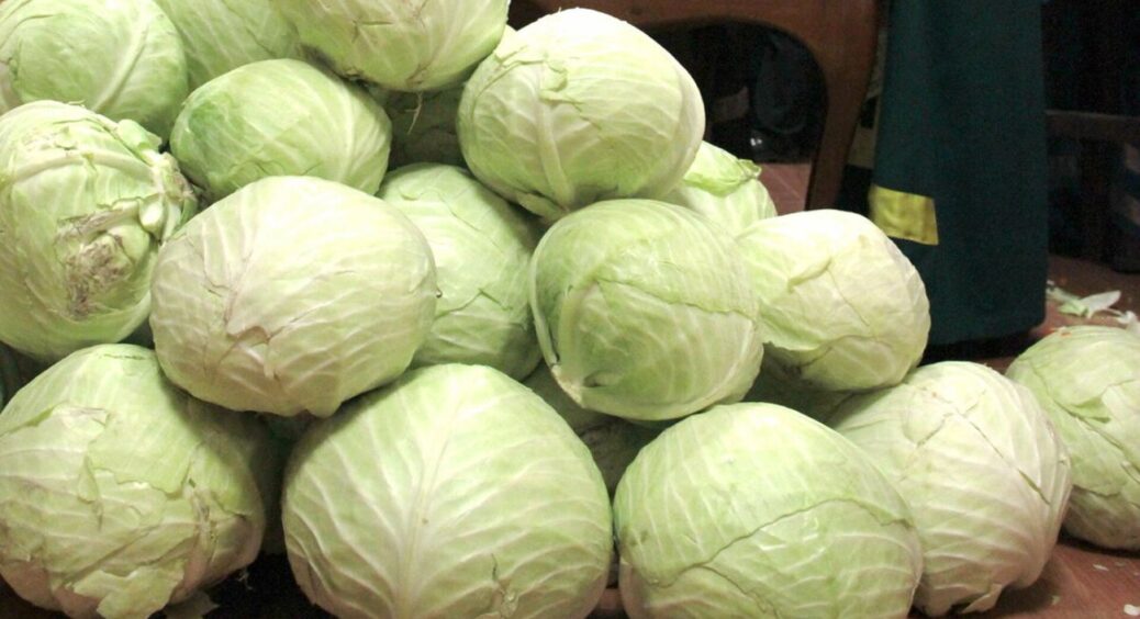 Капусті у жовтні – обов’язково: роблю 1 маніпуляцію, і зберігаю качани свіжими та хрусткими по 10 місяців 