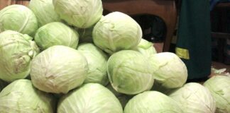 Як зберігати врожай капусти у погребі