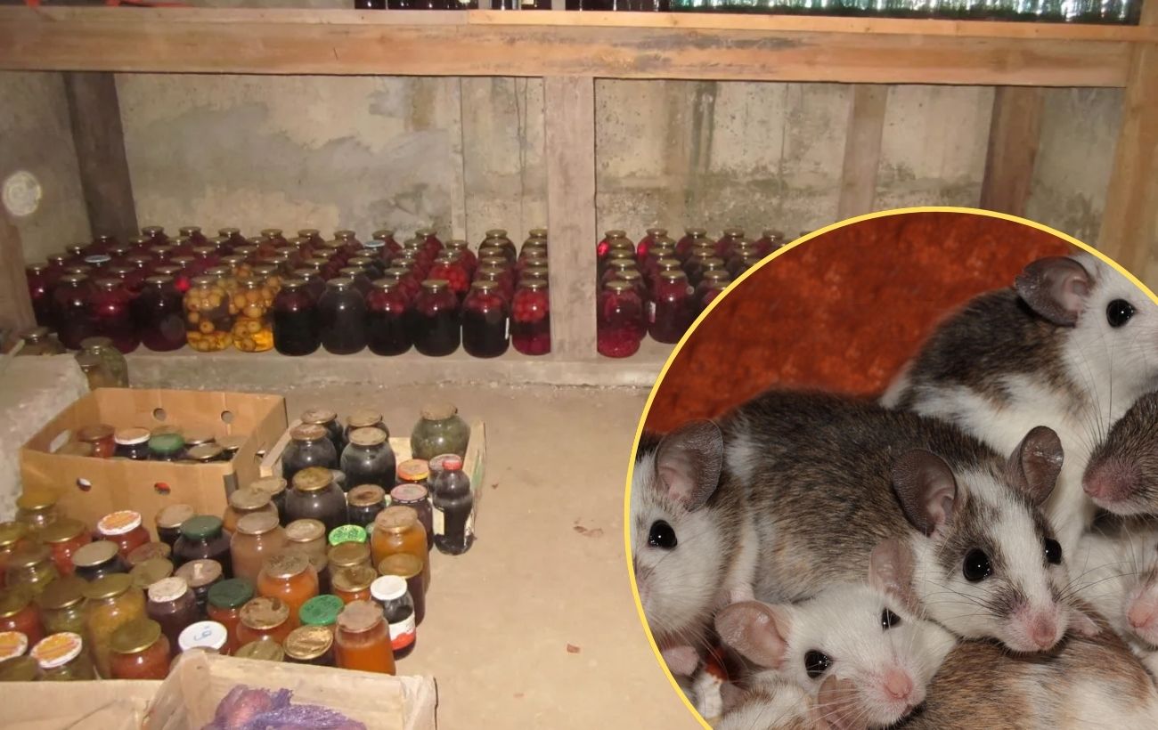 Городники розповіли, як віднадити гризунів з льоху