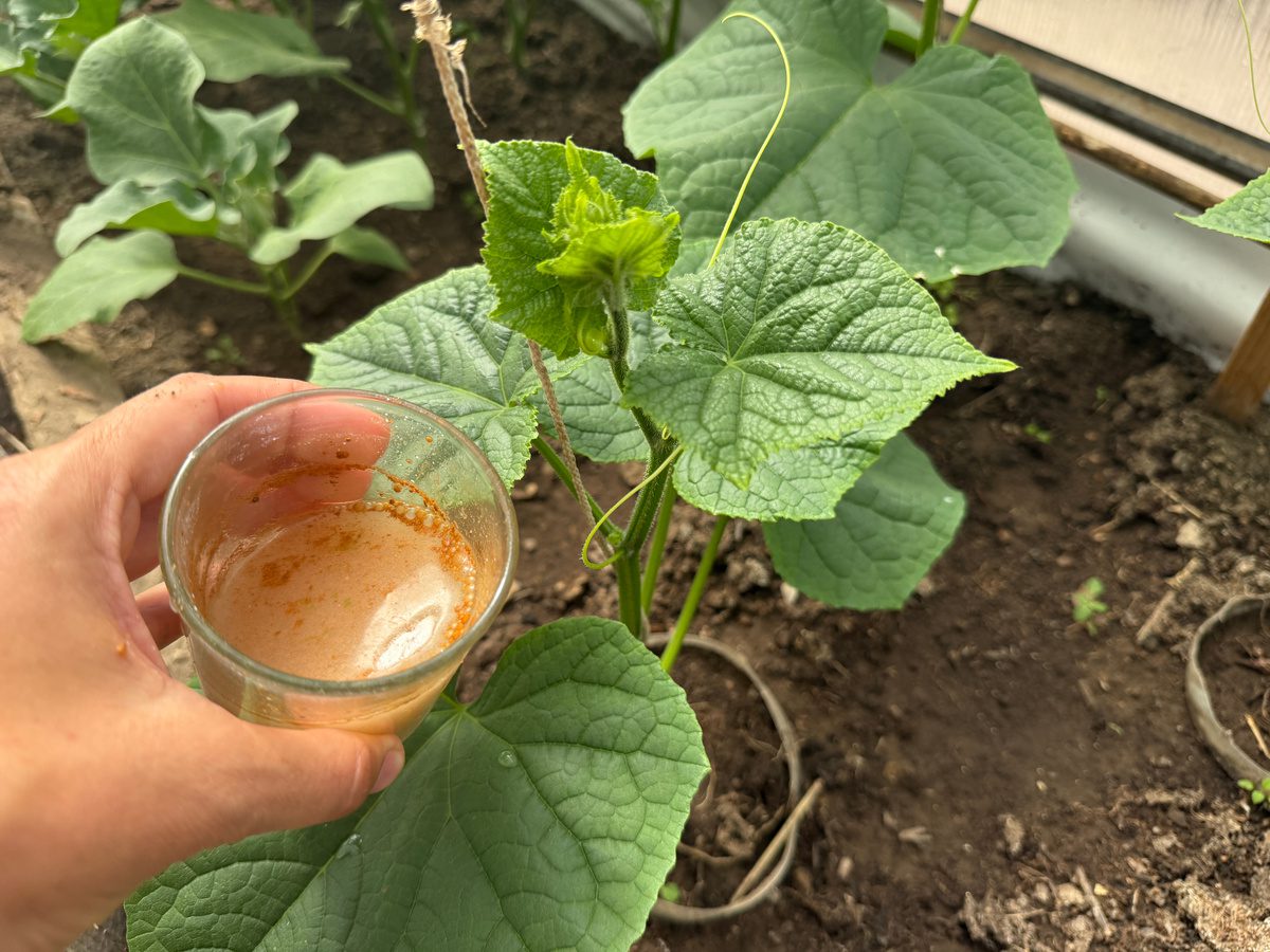 Експерти розповіли, яке добриво допоможе покращити врожайність огірків влітку – порада