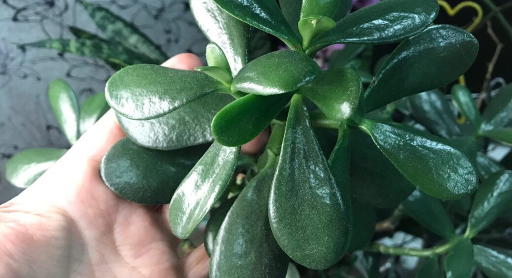 Грошове дерево скинуло листя – виявилося, воно показує фінансові проблеми: бабуся казала, що це не випадково 