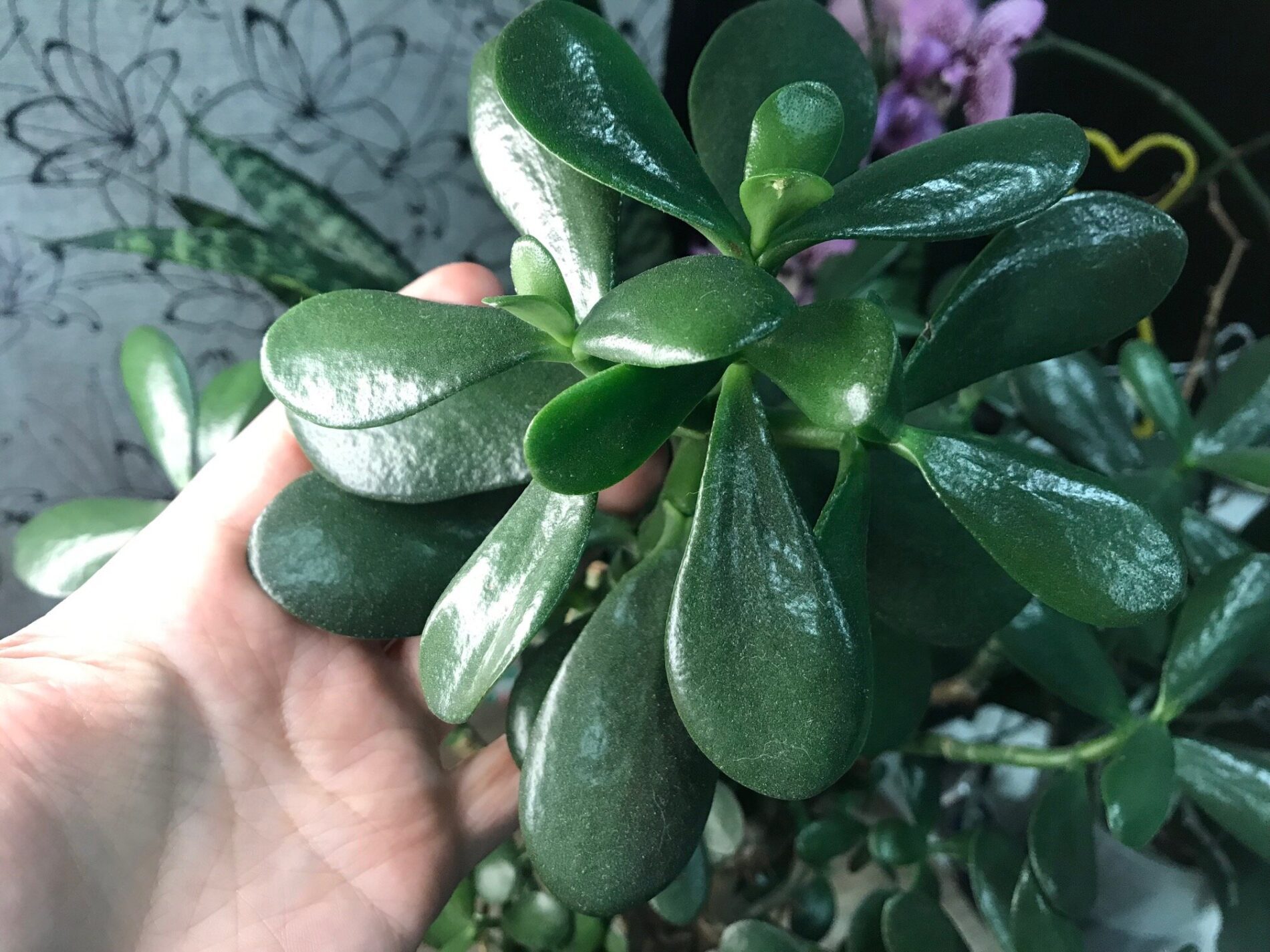 Як покращити ріст і цвітіння товстянки