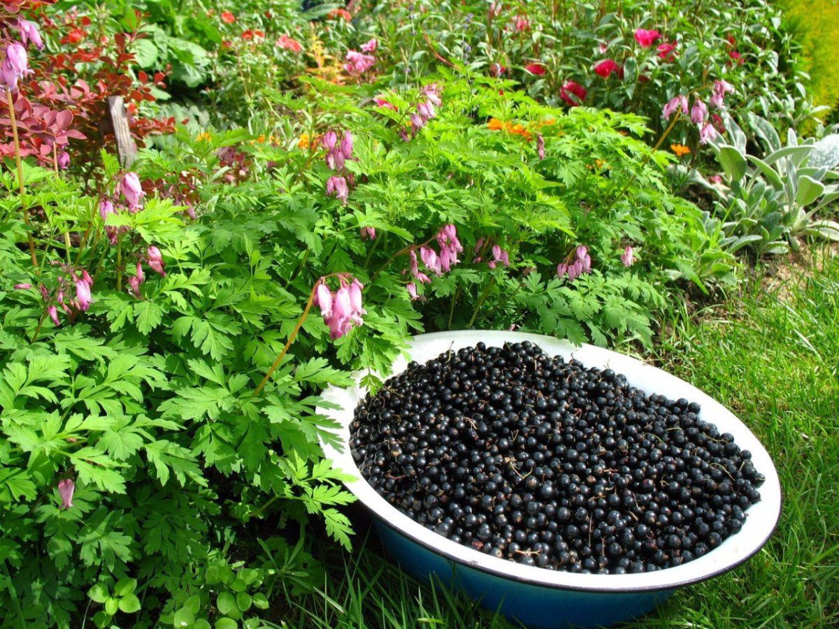 Експерти розповіли, як розмножити ягідні та декоративні кущі живцями 