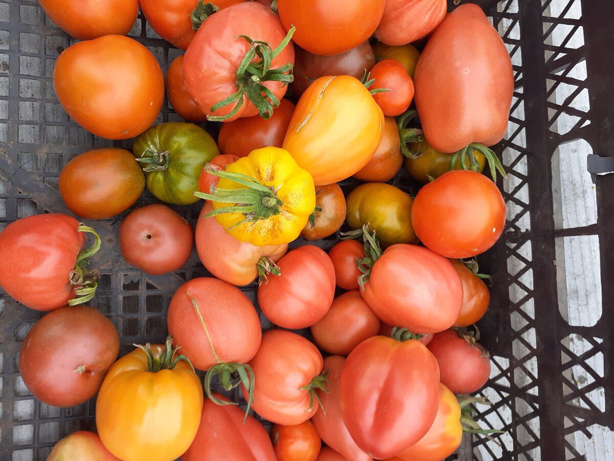 Експерти розповіли, як зберігати помідори без псування у власному холодильнику тривалий час