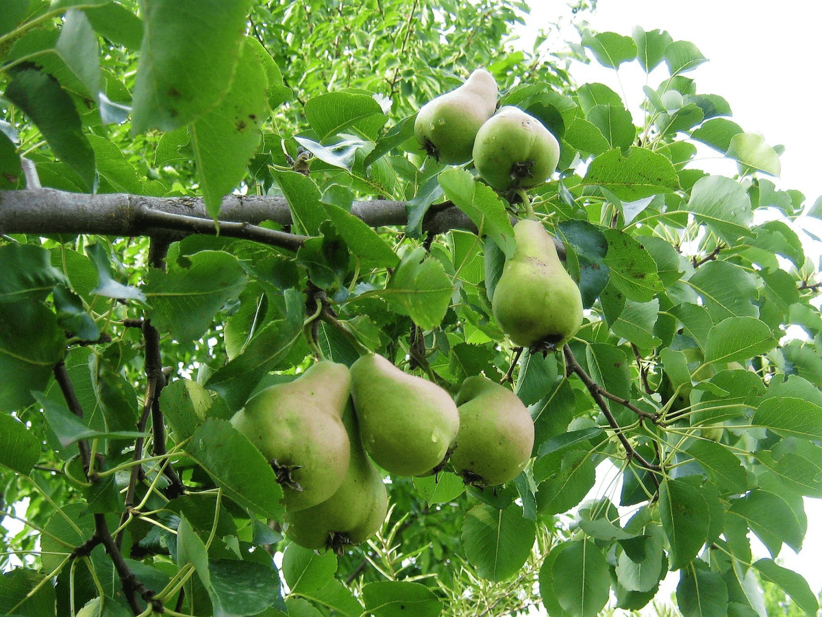 Експерти розповіли, як правильно обирати місце для посадки й вирощування груші на ділянці