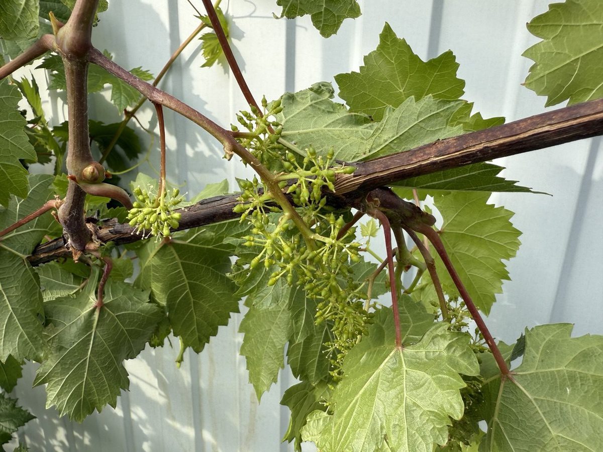 Садівники пояснили, як правильно обрізати виноград, аби отримати солодкі та соковиті ягоди