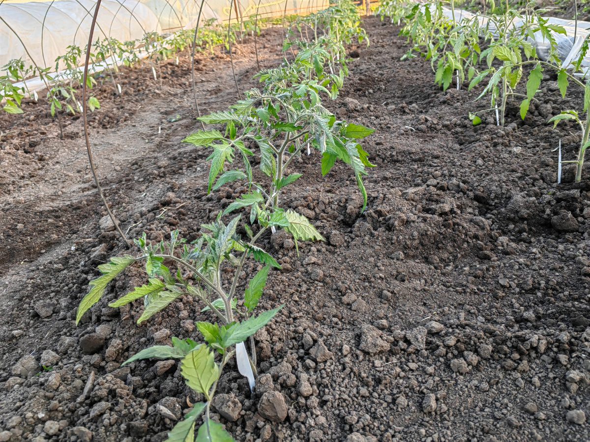 Експерти розповіли, як покращити структуру ґрунту правильною обробкою восени