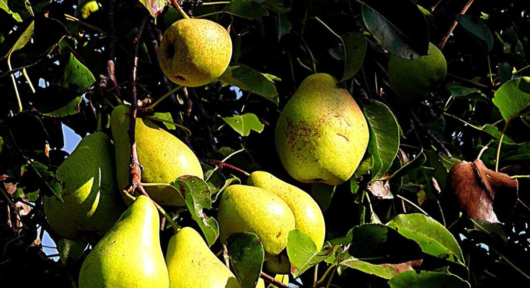 Груші тепер спокійно переносять зимові перепади температури: сиплю під корінь цю дешеву суміш 