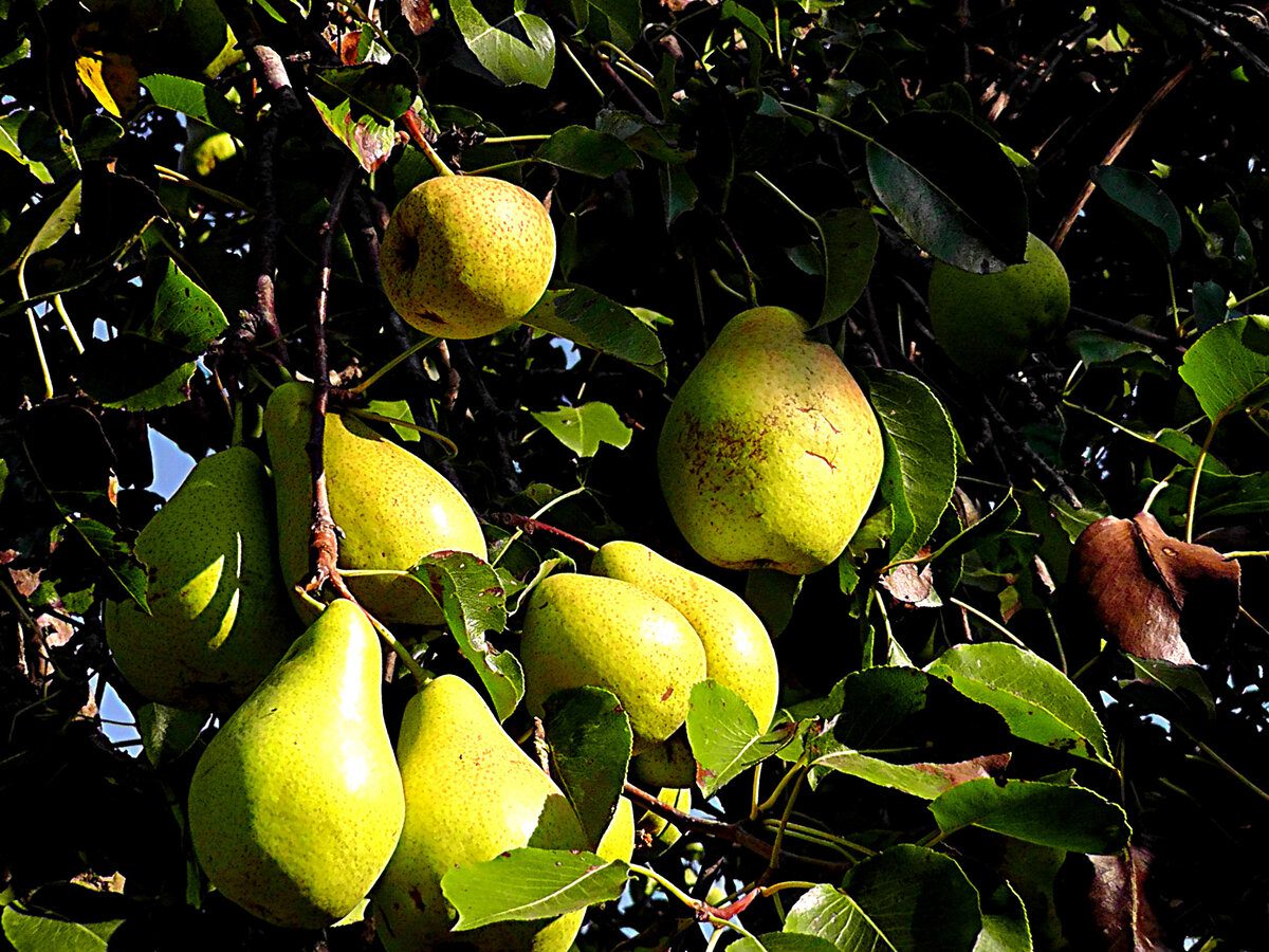 Садівники сказали, як грушам перенести зиму без проблем 