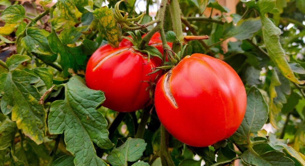 Знайшла ідеальний спосіб підв’язки томатів! При випробуванні таких “кліпсів” навіть недоліків не знайшла 