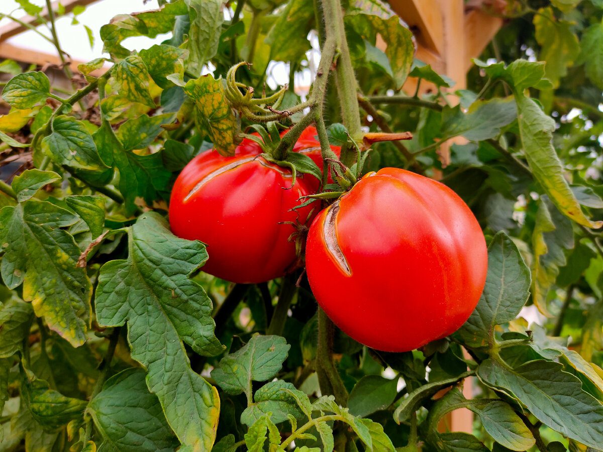 Городники назвали ідеальний спосіб підвʼязки томатів
