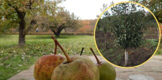 Як обрати місце для посадки груші на ділянці