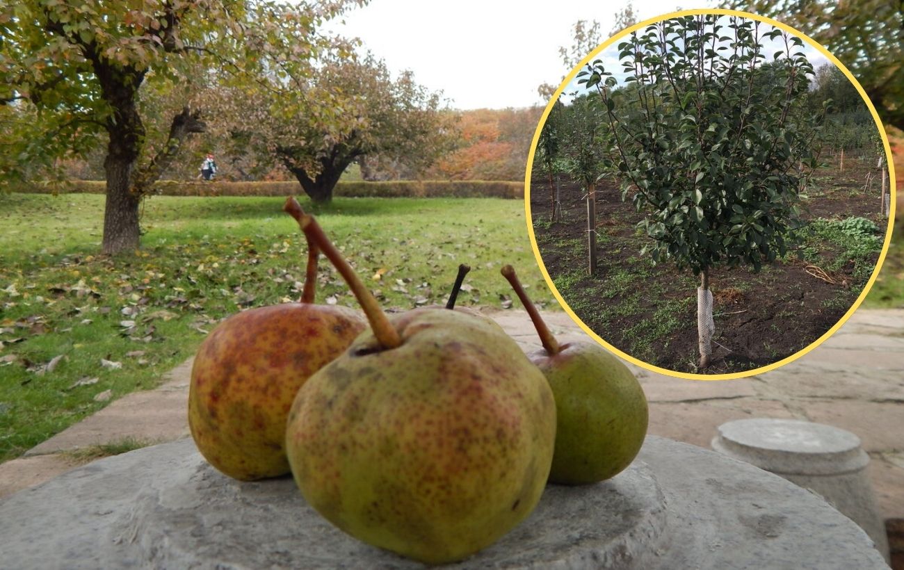 Як обрати місце для посадки груші на ділянці