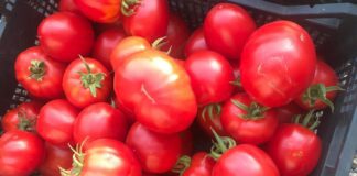 Які сорти томатів дають найсмачніший урожай