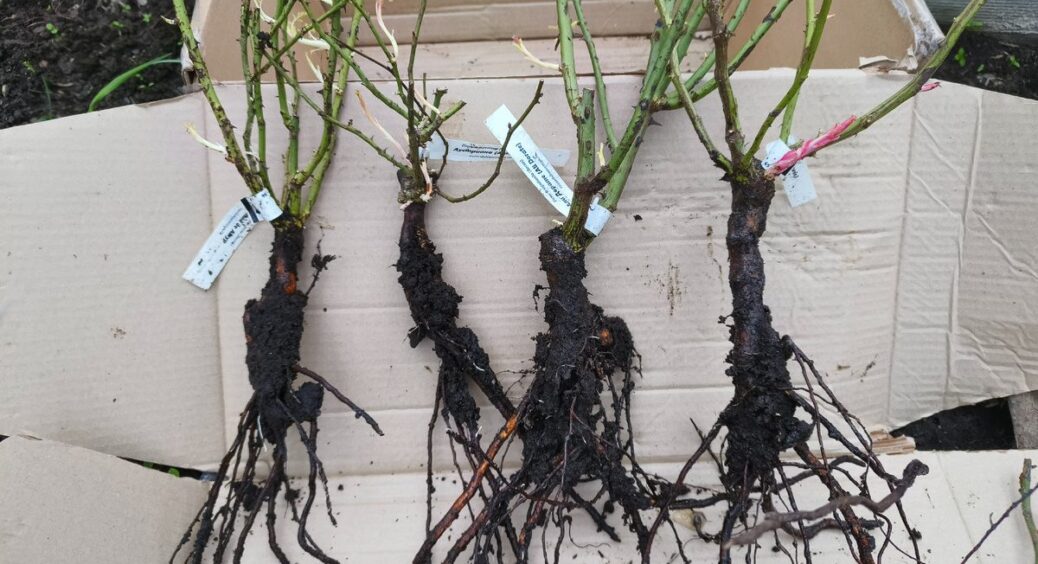 Замочую живець троянди у “цій” воді на 15 хвилин – і через тиждень з’являються корінці: працює бездоганно 