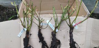 Садівники розповіли, як легко виростити троянду вдома