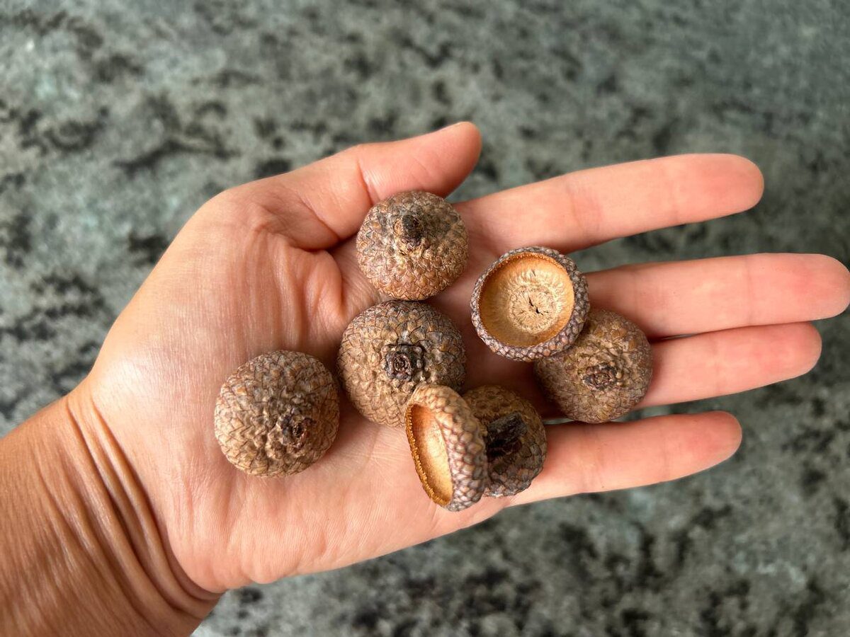 Експерти розповіли, як визначити, якою буде погода взимку за народними прикметами восени