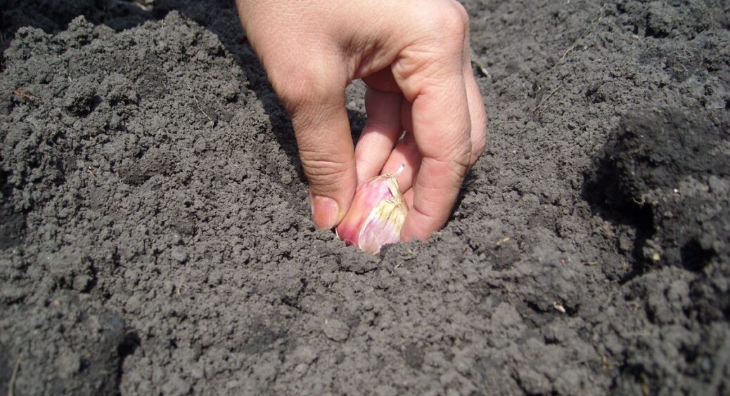 Озимий часник вже висаджений, але робота з ним не закінчена: 2 фактори, які повинен перевірити кожен дачник 