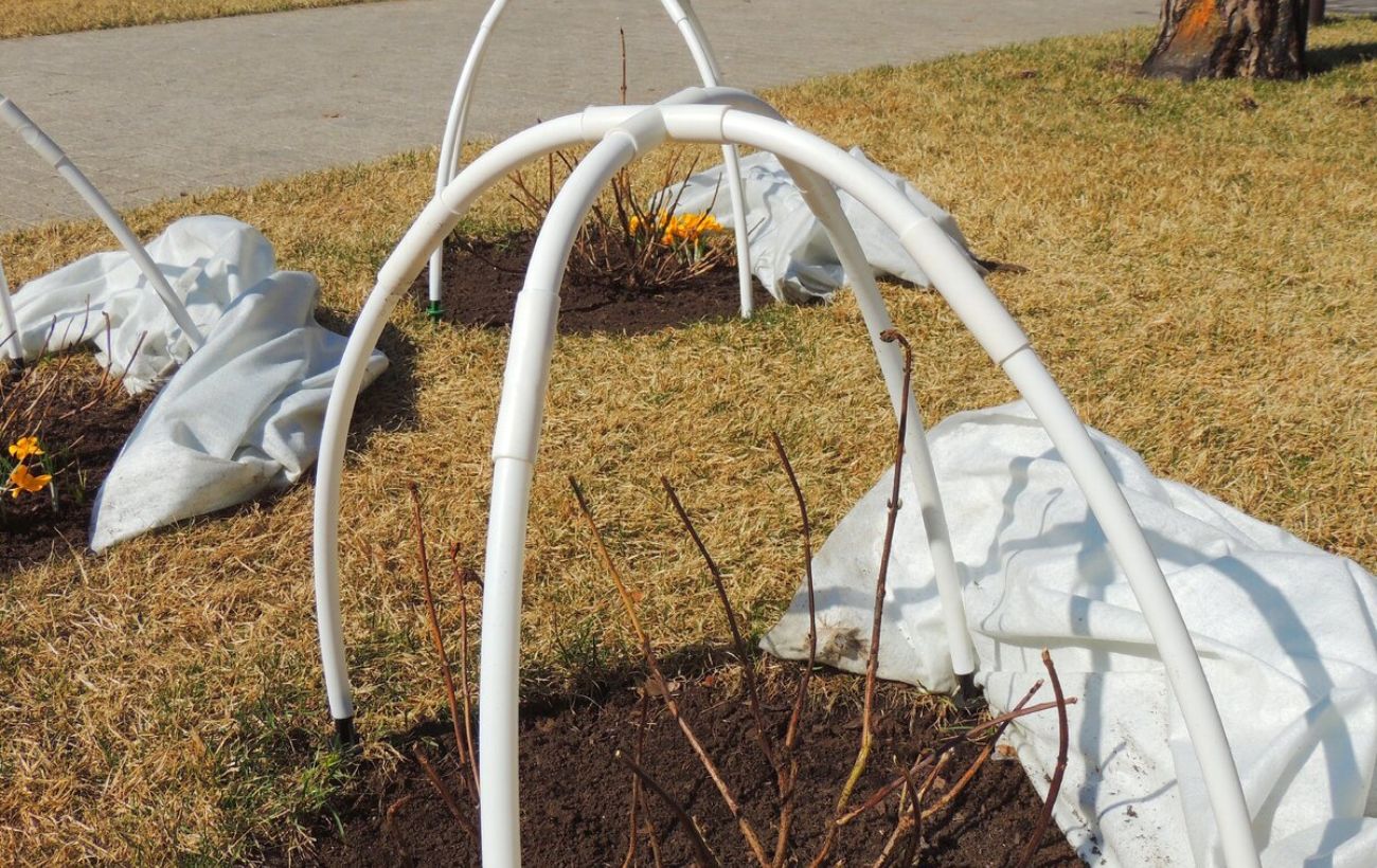 Експерти пояснили, як правильно укривати троянди на зиму, аби рослини цвіли довше й пишніше