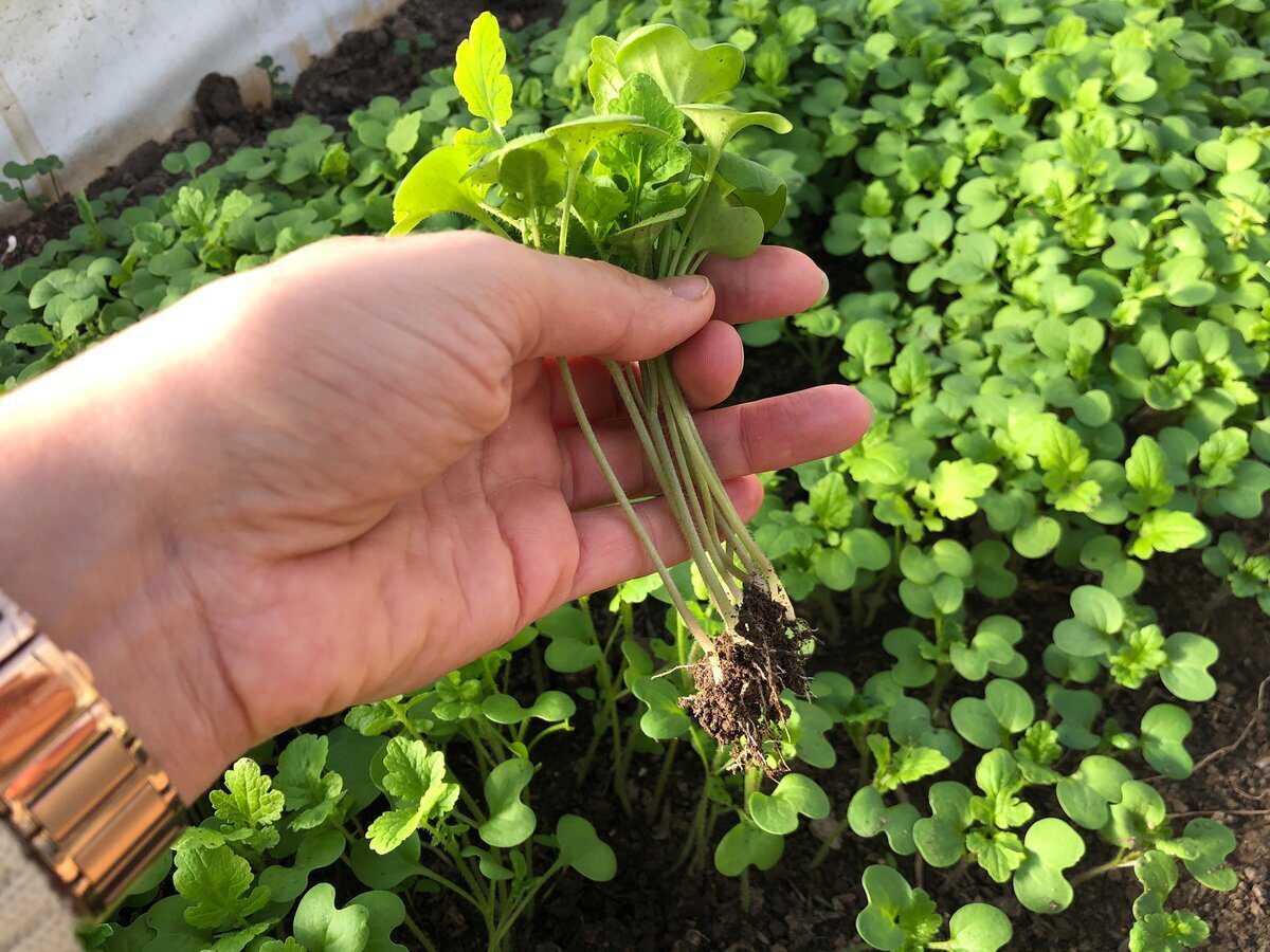 Експерти розповіли, які сидерати найкраще допомагають оновити ґрунт після сезону на грядці