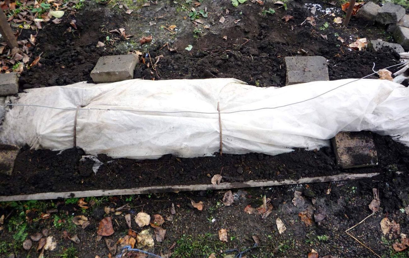 Садівники розповіли, як правильно укривати виноград на зиму для кращої врожайності через рік